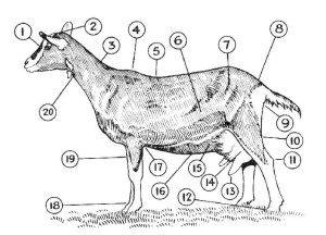 Drawing of a goat identifying parts of its body