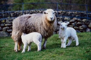 Photograpg of a ewe with her two lambs