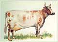 Drawing of an Ayrshire cow