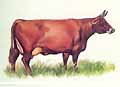Drawing of a Braunvieh cow