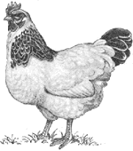 drawing of hen