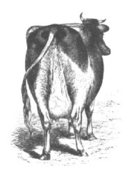 Drawing of the rear end of a cow