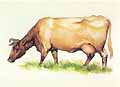 Drawing of a Dairy Shorthorn cow