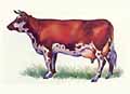 Drawing of a Normandy cow